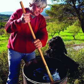 エルス・バソテッツ[2022]エスコーダ・サナフヤ【スペイン　カタルーニャ　自然派　オレンジワイン】